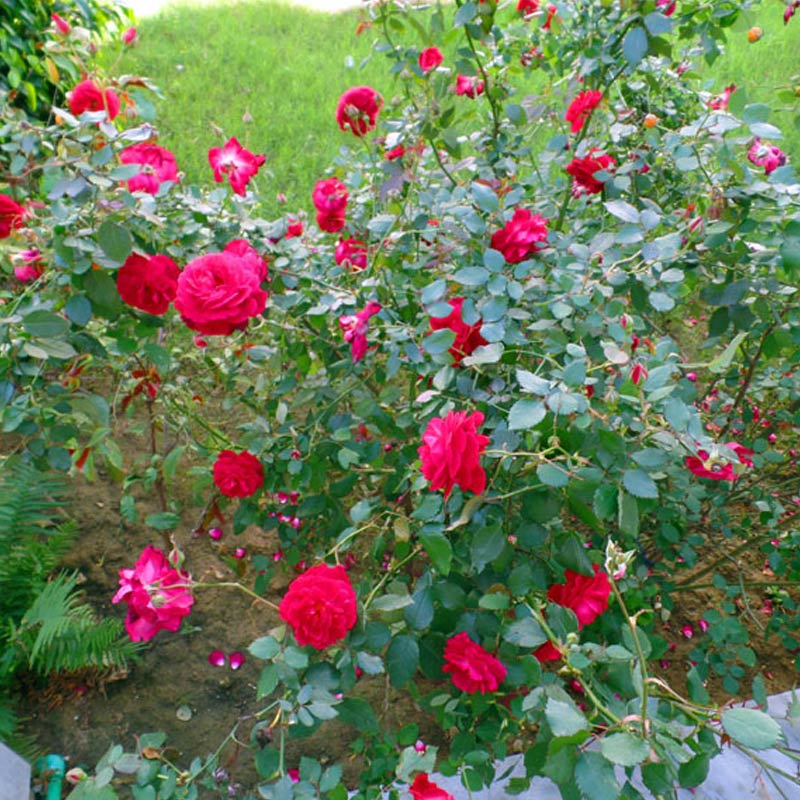 Spring Season at Nanba - Picture 005